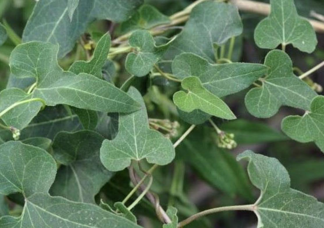 石头缝里,1种杂草像“常春藤”,被称为“白人参”,珍贵、奇特