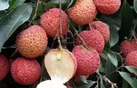 水果界新晋“网红”大盘点，2019年水果圈不为人知的赚钱新商机