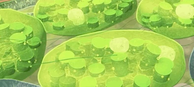 光合作用是什么具体过程,光合作用儿童科普