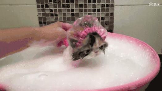 冬天给猫咪洗澡,小狗冬天洗澡注意事项