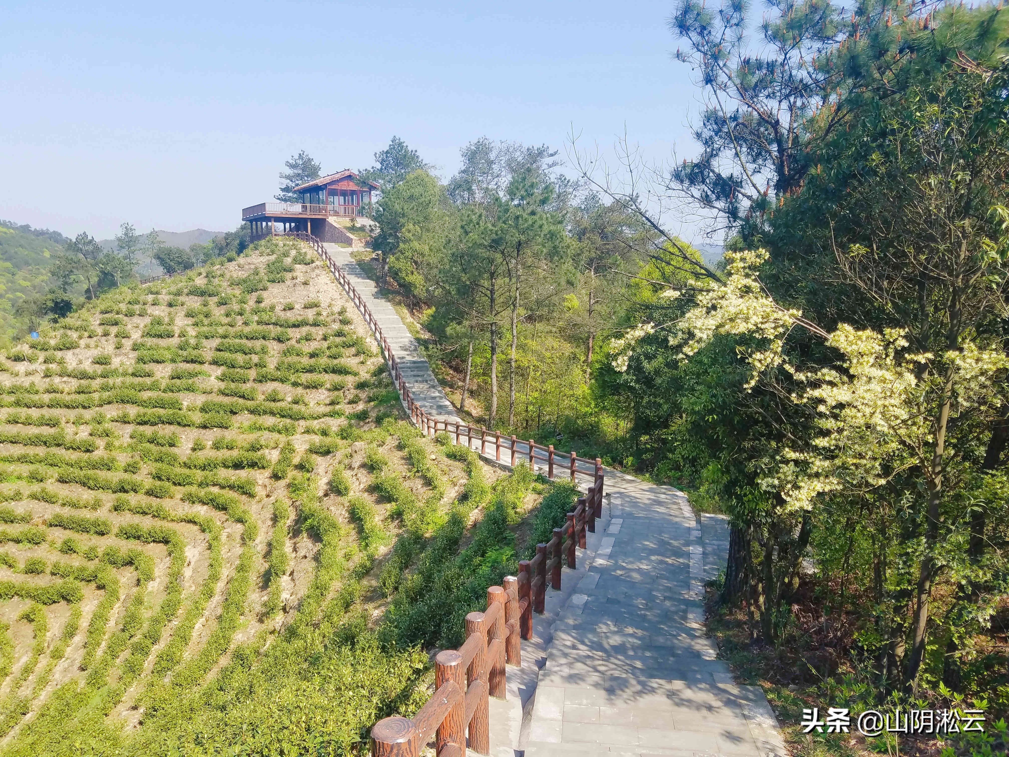 900岁古树见证，从岳飞的抗金沙场到美不胜收的杜鹃花谷