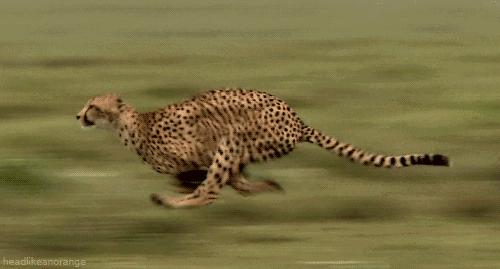 速度之王猎豹,速度之王捕猎