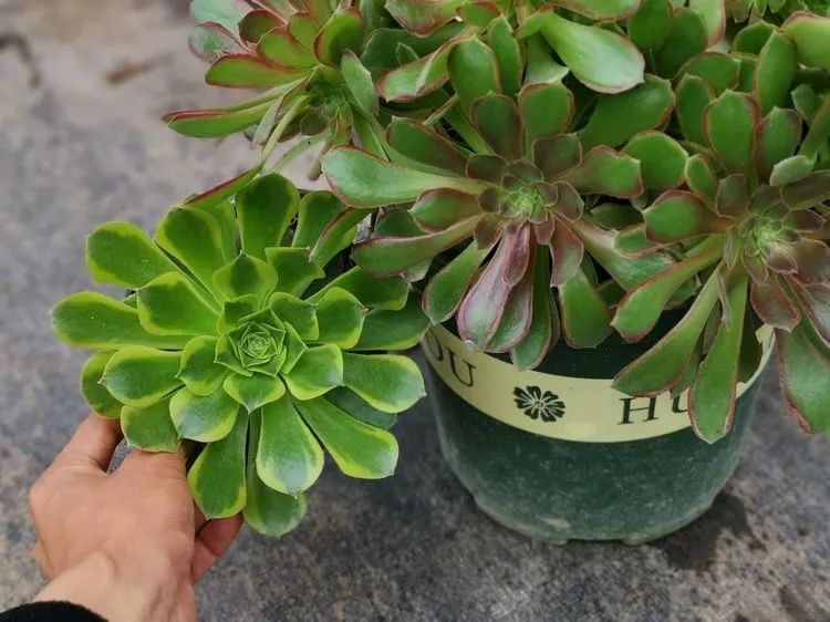 法师新品：青翠欲滴“檬”动我心，青檬法师育繁记