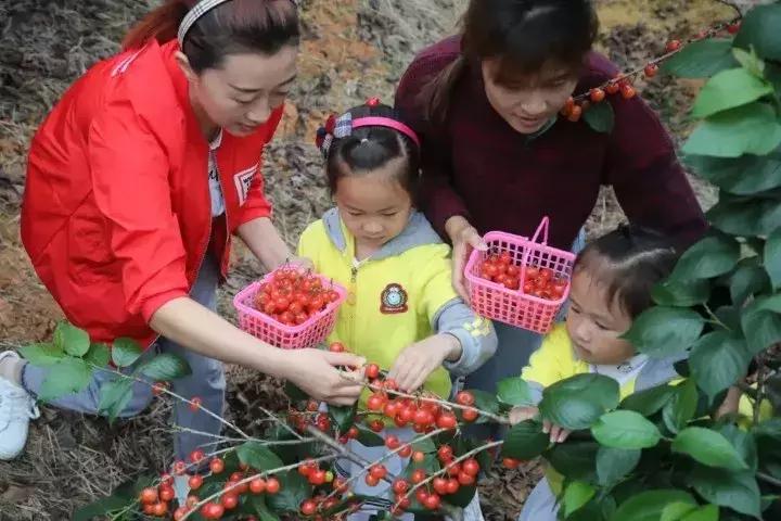 宁波横溪樱桃采摘,宁波周边樱桃采摘
