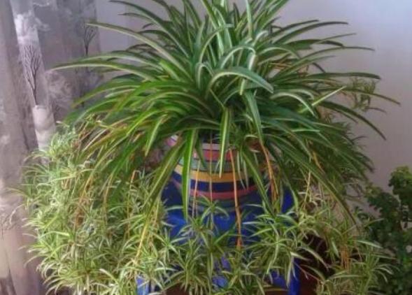 吊兰,是喜阴还是向阳,很多人弄错了,难怪总爱黄叶