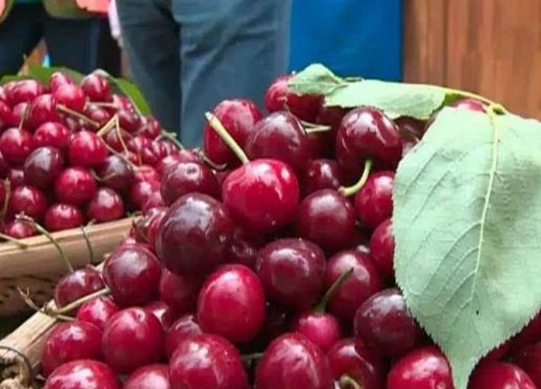 汶川、汉源的车厘子熟了！味道巴适，快去实现“车厘子自由”。