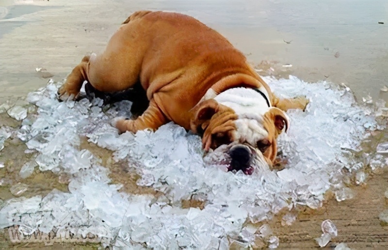 狗狗中暑的症状和应急处理办法,狗狗严重中暑正确缓解的应急措施