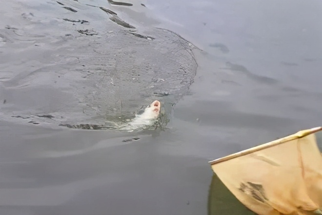 调五钓二和调四钓二哪个灵,调四钓二调漂技巧视频教程