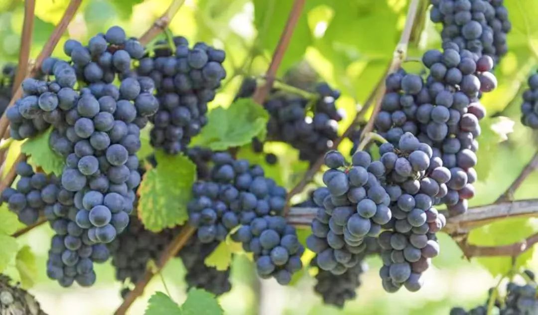 走在乡间小路观赏田园风光体验,看田园风景品乡间生活尝农家美食