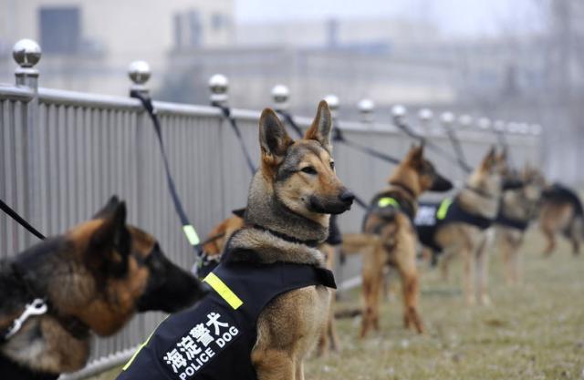 深圳警犬基地能领养警犬吗,警犬领养退役警犬价格一览表