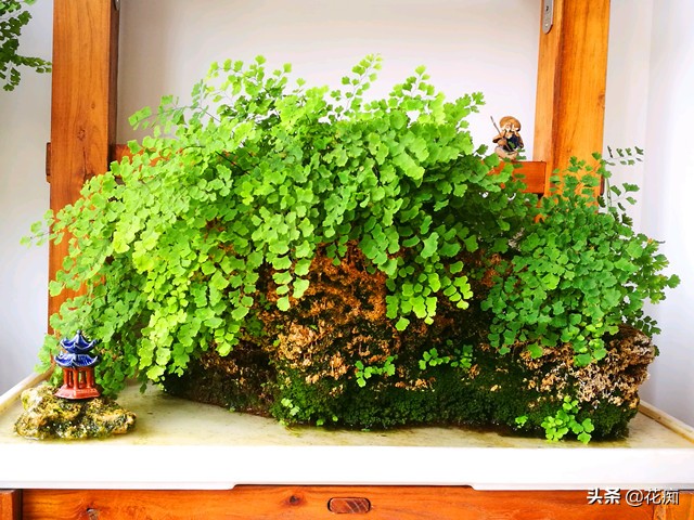 上水石上用什么土栽培绿植,适合种在上水石上的绿植