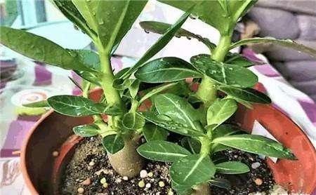 沙漠玫瑰叶片越来越大,沙漠玫瑰长得又细又高