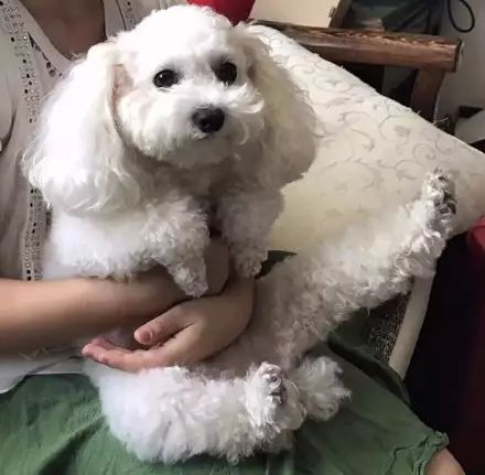 狗狗脚抽筋走路一瘸一拐,狗狗脚抽筋