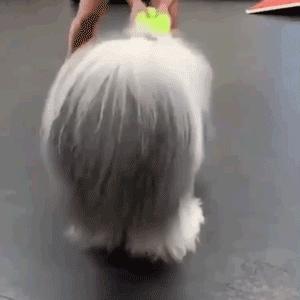 为抢玩具狗子跳起电臀舞！这么搞笑的屁屁可以看一年