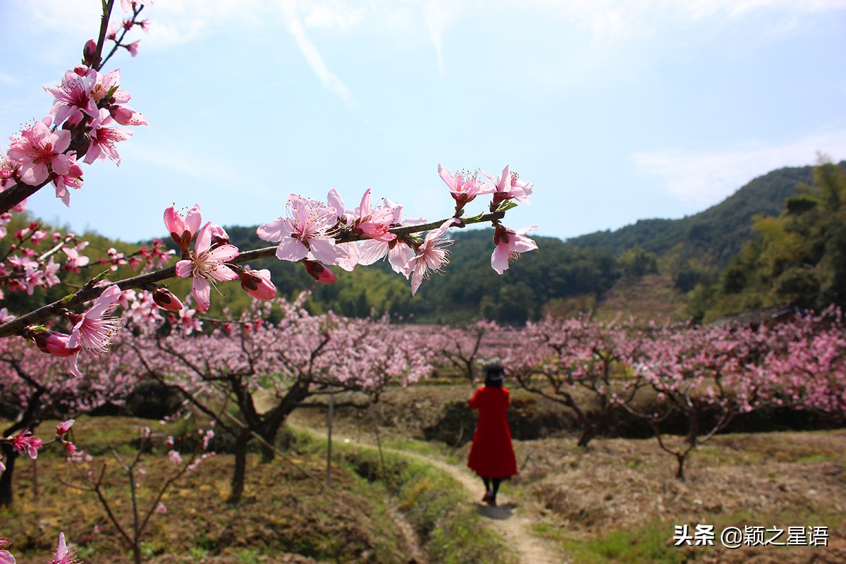 天下第一桃花源风景区,天下第一桃园图片
