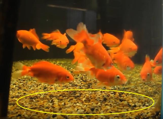 金鱼养多了怎么处理,金鱼养得越来越瘦