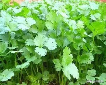 怎样在纸上种菜,纸上种菜的技术很简单