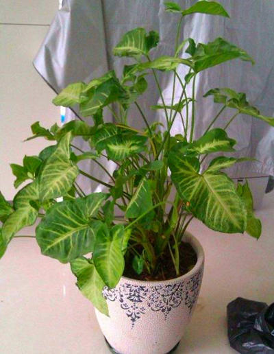 合果芋叶子蔫,合果芋叶子有斑点怎么办