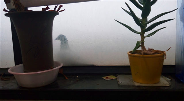 狂风暴雨的时候小鸟在哪避雨,鸟类躲避暴雨