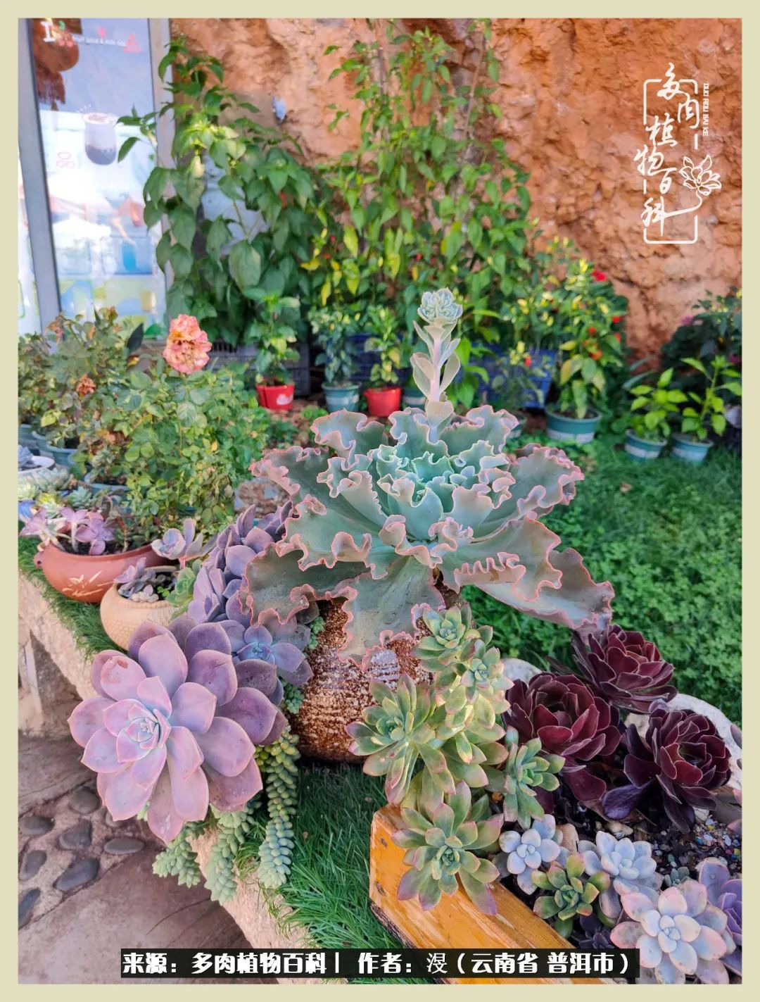 深情不及久伴,厚爱无需多言,择一“爱”,护一生