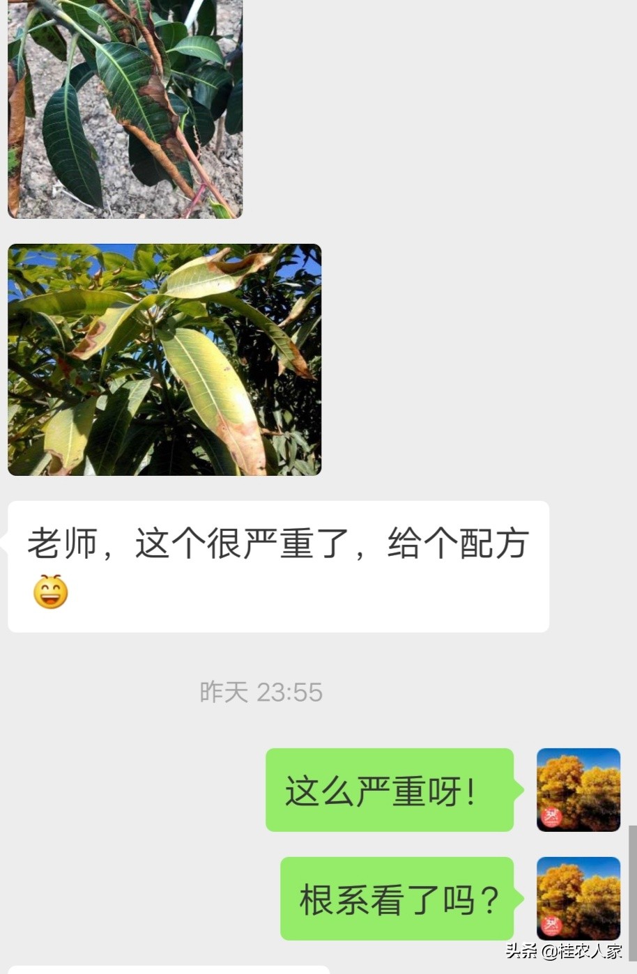 为了解决种植芒果朋友遇上的难题，马上做出芒果病害解决方案