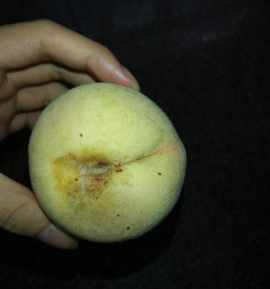 水果里面有虫子吃了会变寄生虫吗,水果虫子是寄生虫吗