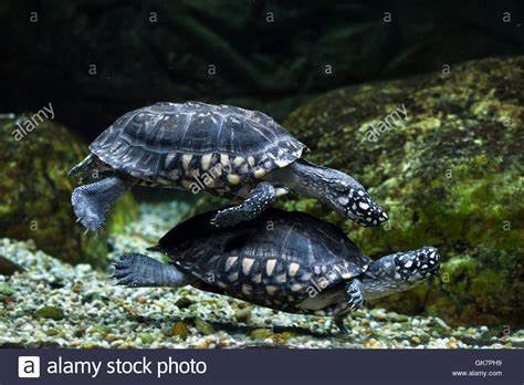 匠志萌宠乐园教学,匠志萌宠