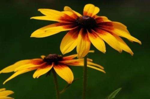 为什么在遇事第一时间都会认怂,人该认怂的时间就得认怂