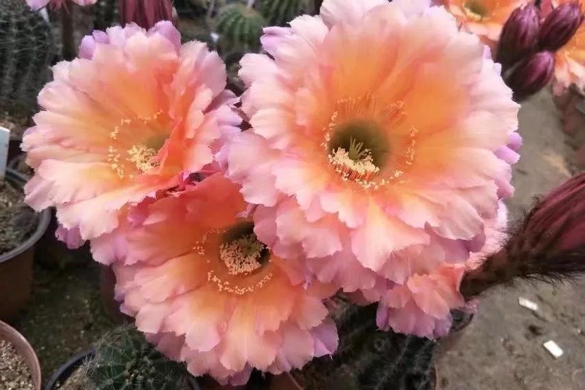 100种仙人球花图片,100种仙人球的品种视频