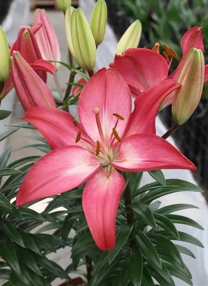 秋日赏花,百合必须要拥有姓名