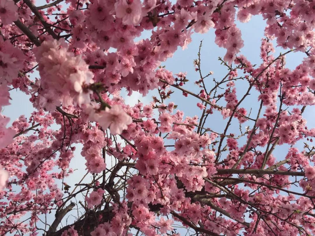 赏鹊林叠翠游魅力李鹊——“好品李鹊”杯短视频大赛开始啦