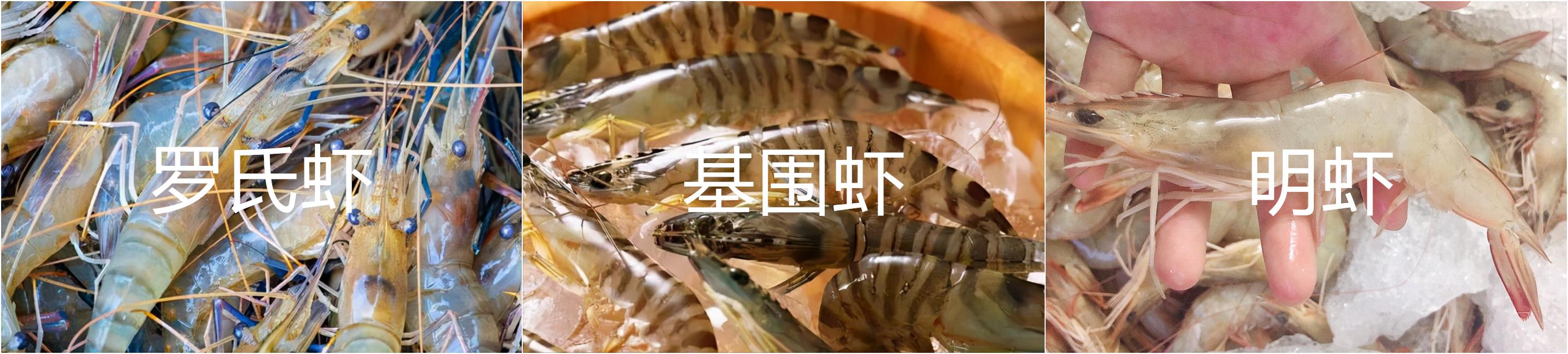 罗氏虾和基围虾区别哪个好,罗氏虾基围虾竹节虾区别