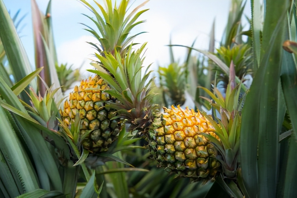 女性绝经前例假有何表现,女人来月经有哪三个症状