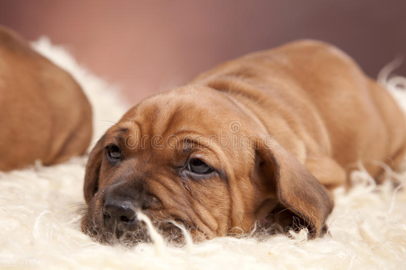 养宠经验分享狗狗身上起癣怎么办,养宠知识狗狗反胃呕吐怎么办