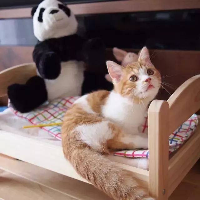 “不行了，我血槽已空，这么萌是怎么长得呢！？”