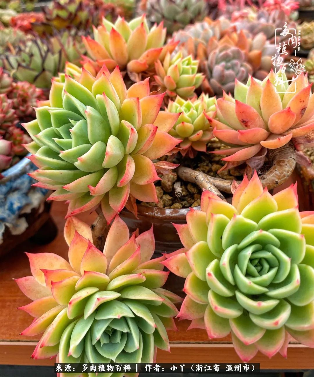 祖上无院家里无矿，一腔浪漫情怀付诸楼顶造花