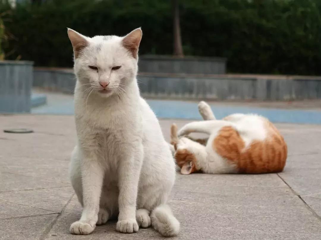 流浪猫怎么养才能不得传染病,流浪猫怎样养不会给自己传染病