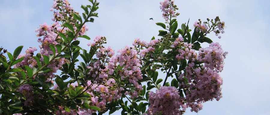 苗木行情分析及前景,苗木回暖了吗