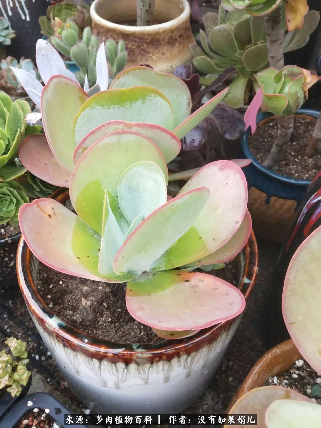 明人不说暗话，我为多肉而来！