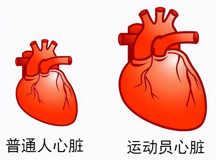 36岁奥运会冠军去世,为什么运动员容易得心脏病
