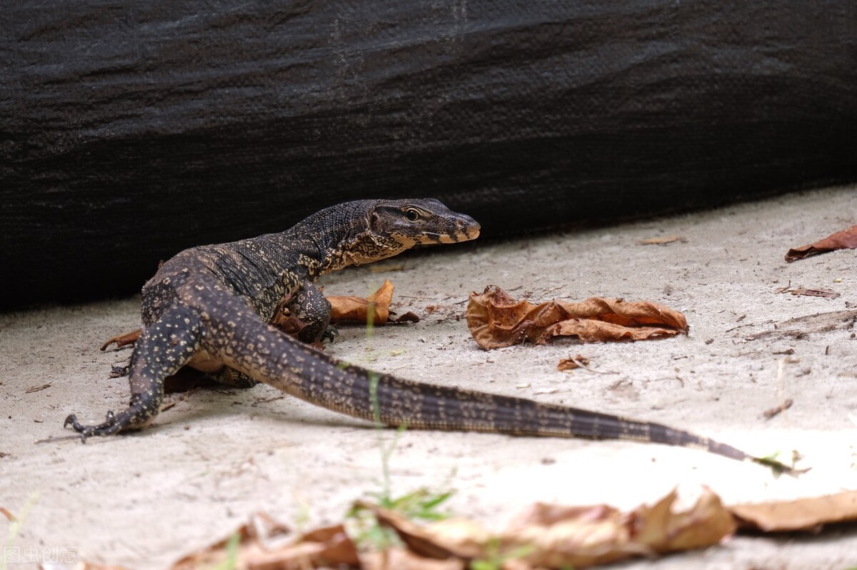 五爪金龙巨蜥现身云南,国宝级圆鼻巨蜥现身云南龙陵