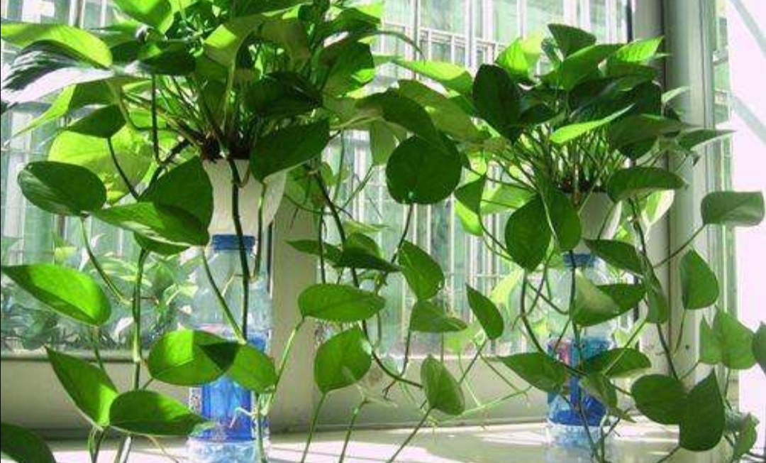 绿萝怎么家养得旺盛小窍门,家里的绿萝怎么才能长得旺盛