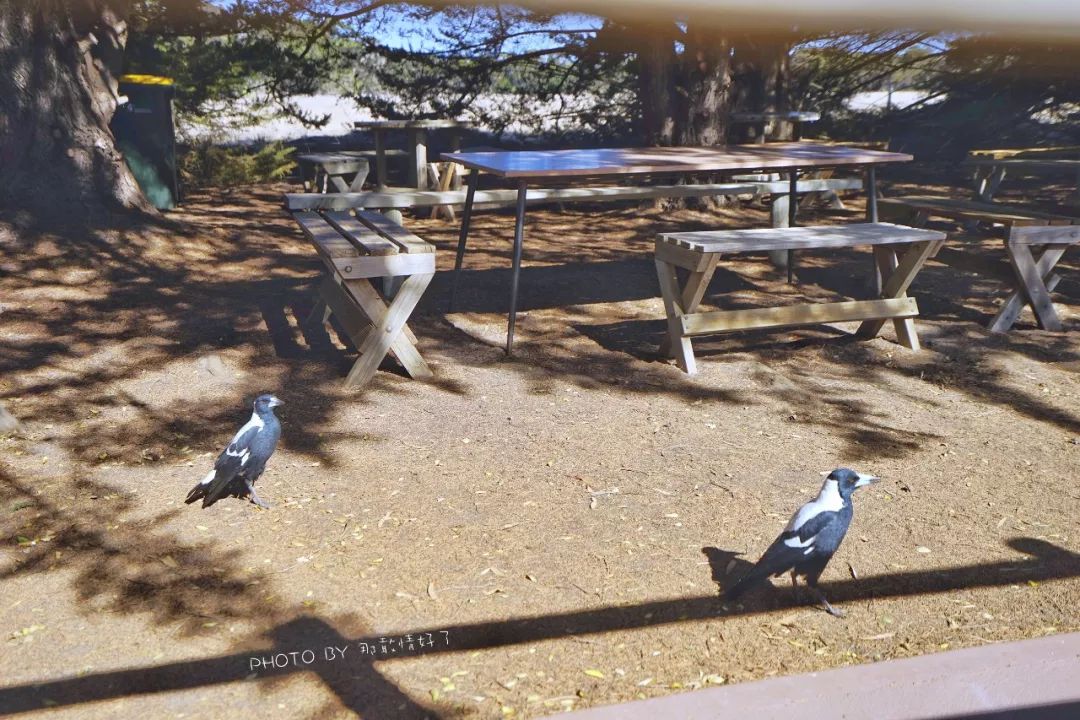 赴澳洲需要买的东西,去澳洲探亲要提供无犯罪记录吗