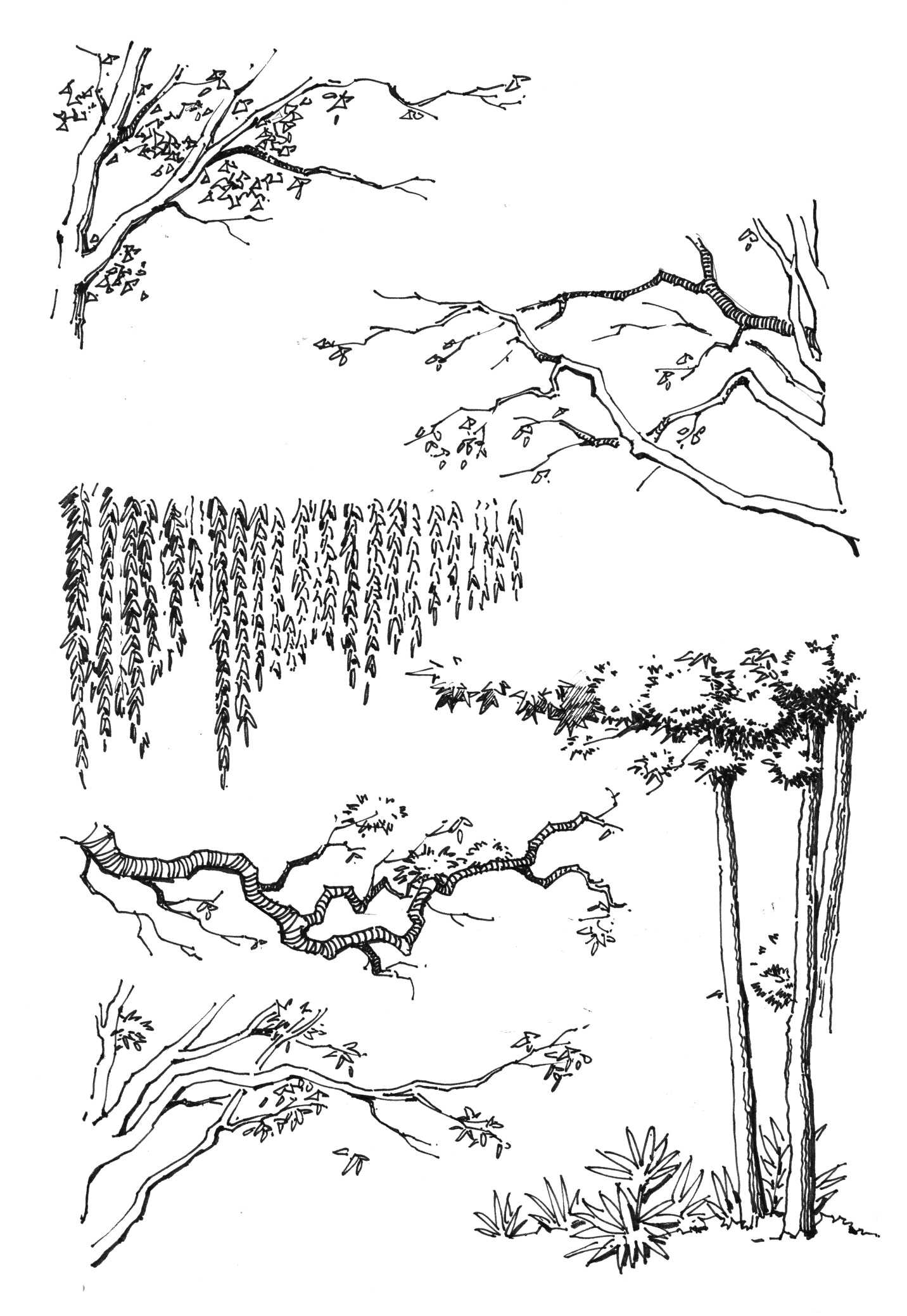 大师级绘画树的画法,树的简单绘画