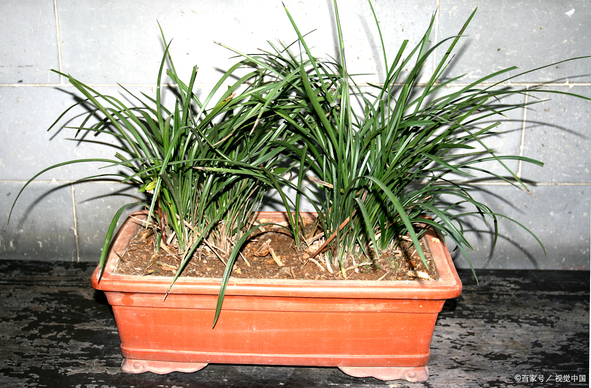 盆栽梅花夏季烂根怎么办,怎么防止盆栽烂根