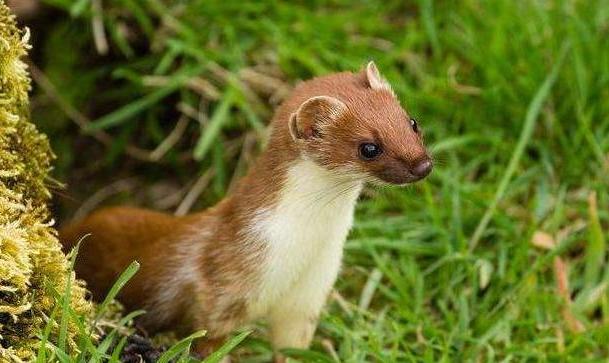 为什么黄鼠狼老一辈说不能杀,为什么老一辈的都说黄鼠狼不能杀