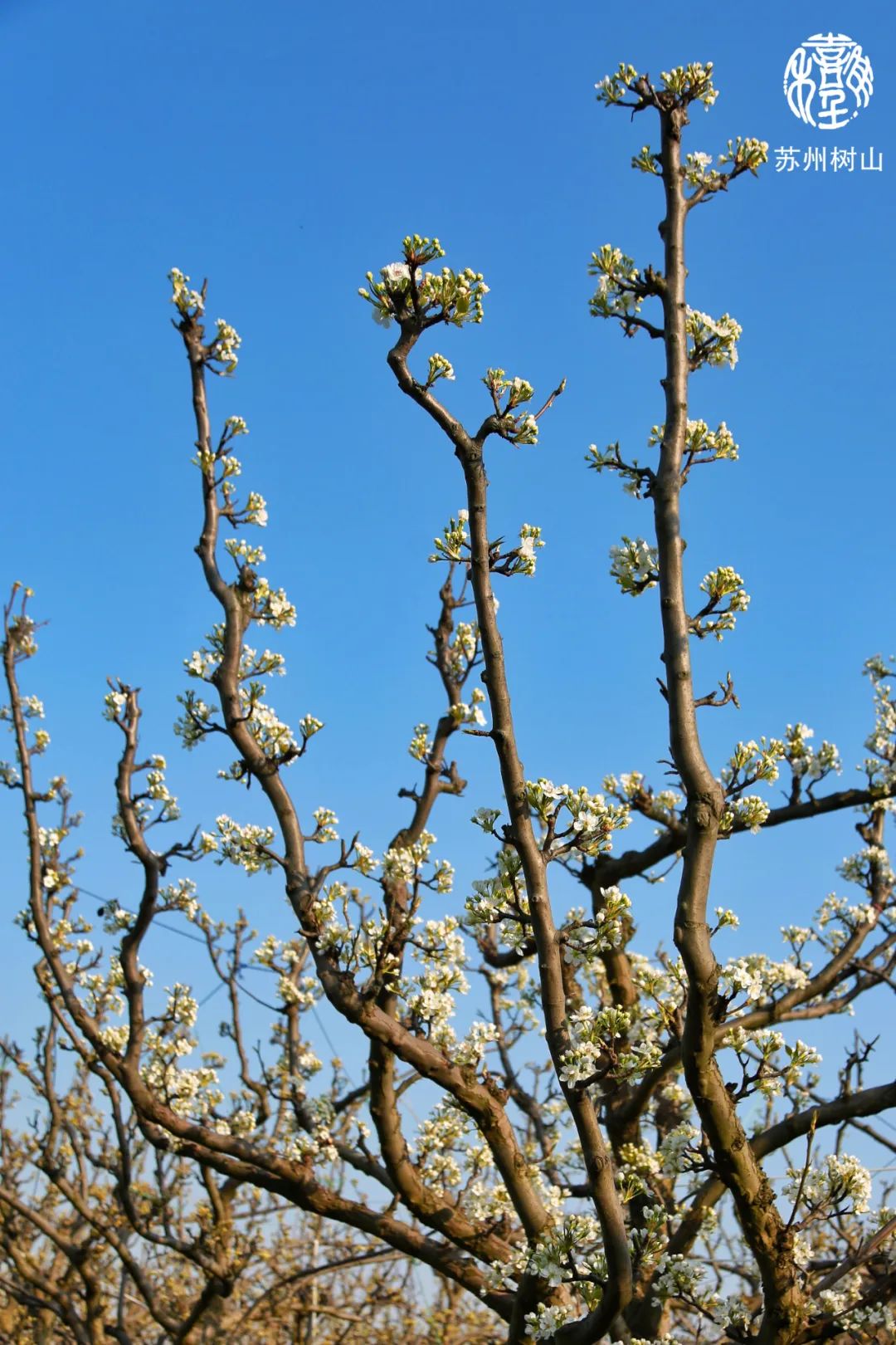 苏州赏花推荐景点有哪些,苏州赏花踏青攻略