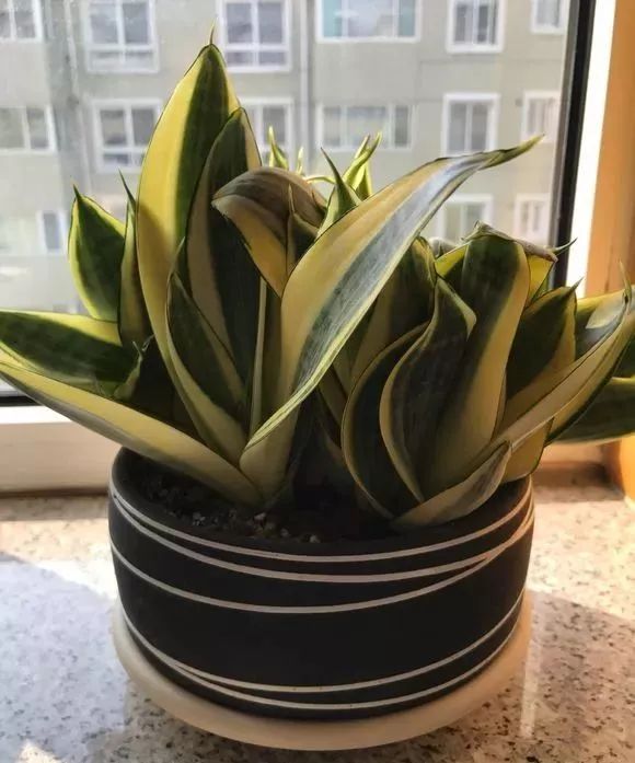 吸油烟和甲醛的植物,住新房有什么植物能去甲醛