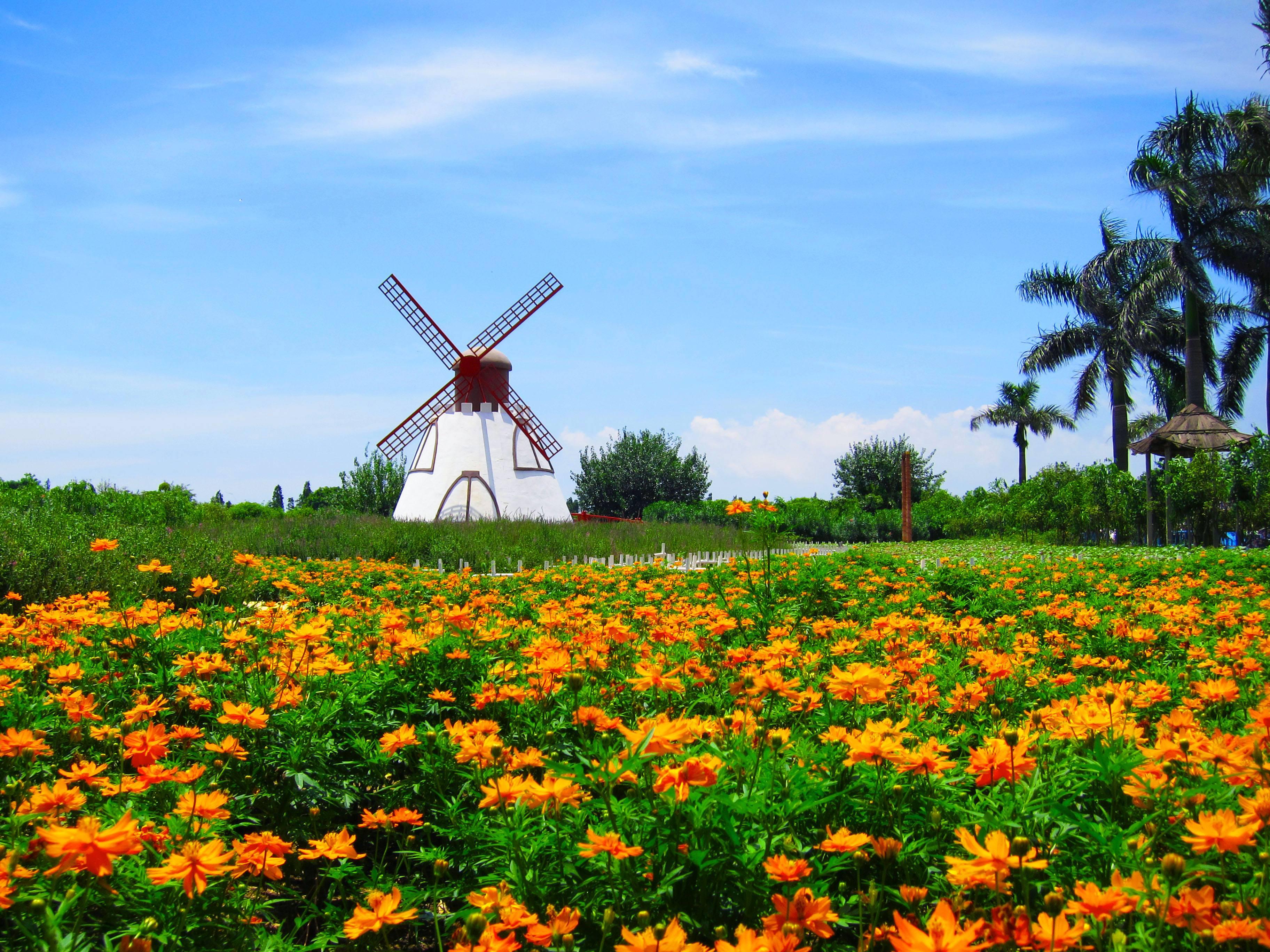 百万葵园怎么游玩才能满足,百万葵园攻略一日游图片