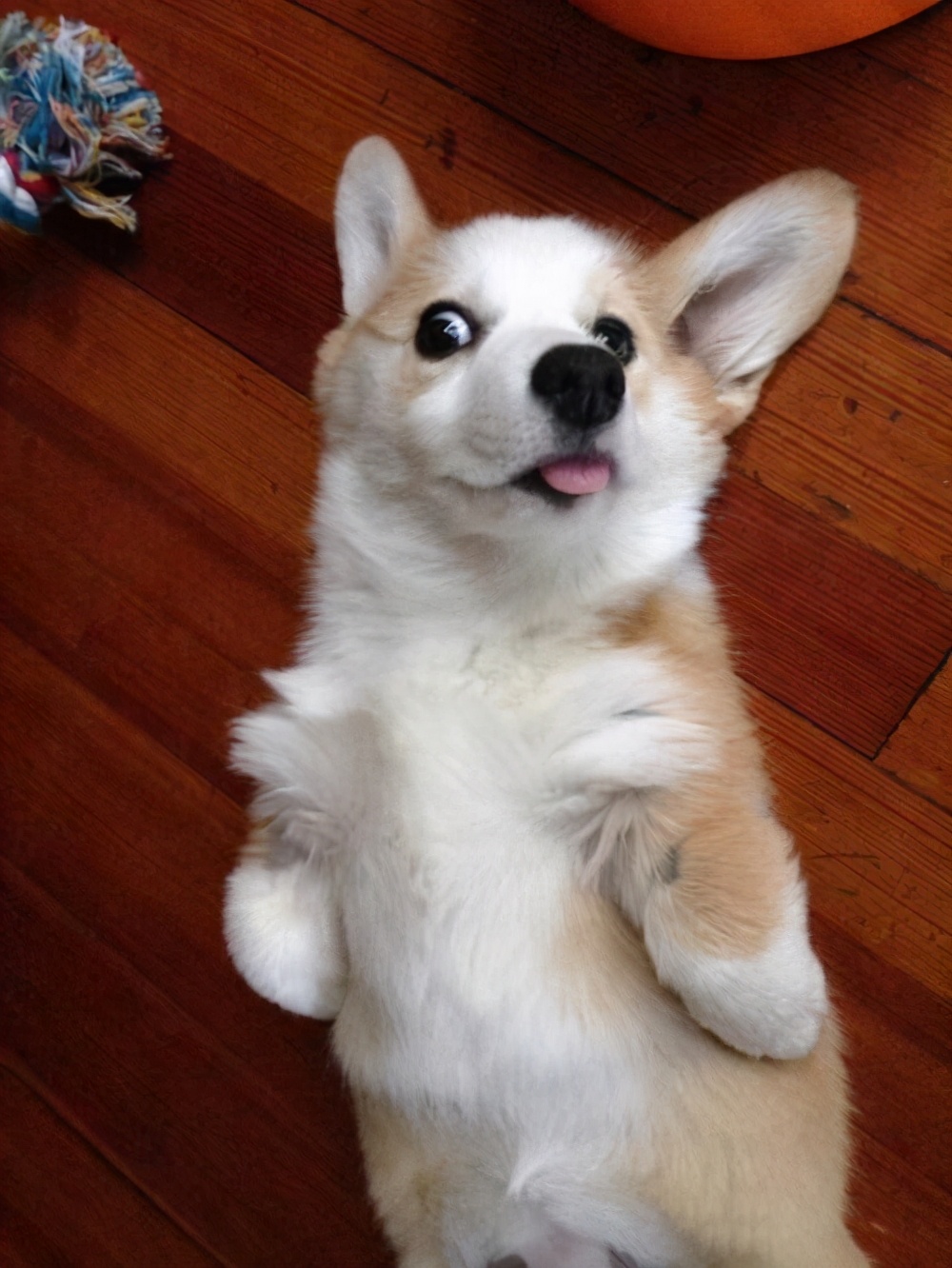 柯基犬的毕生愿望你完成了几个,柯基犬喜欢做什么事情